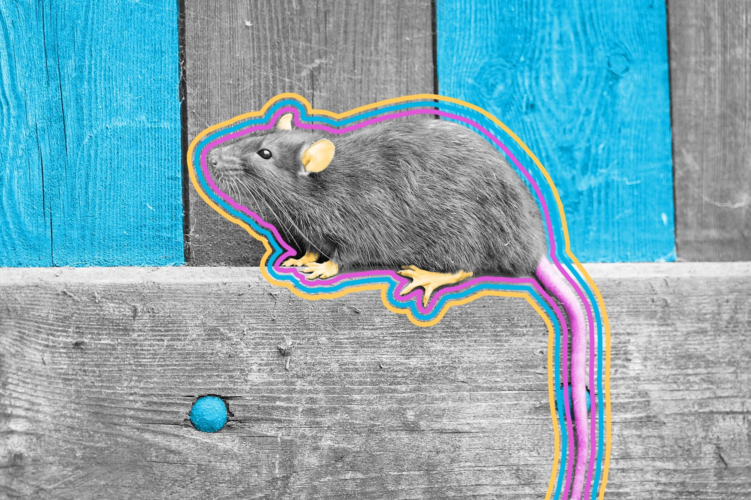 Rats bop their heads in time to music.