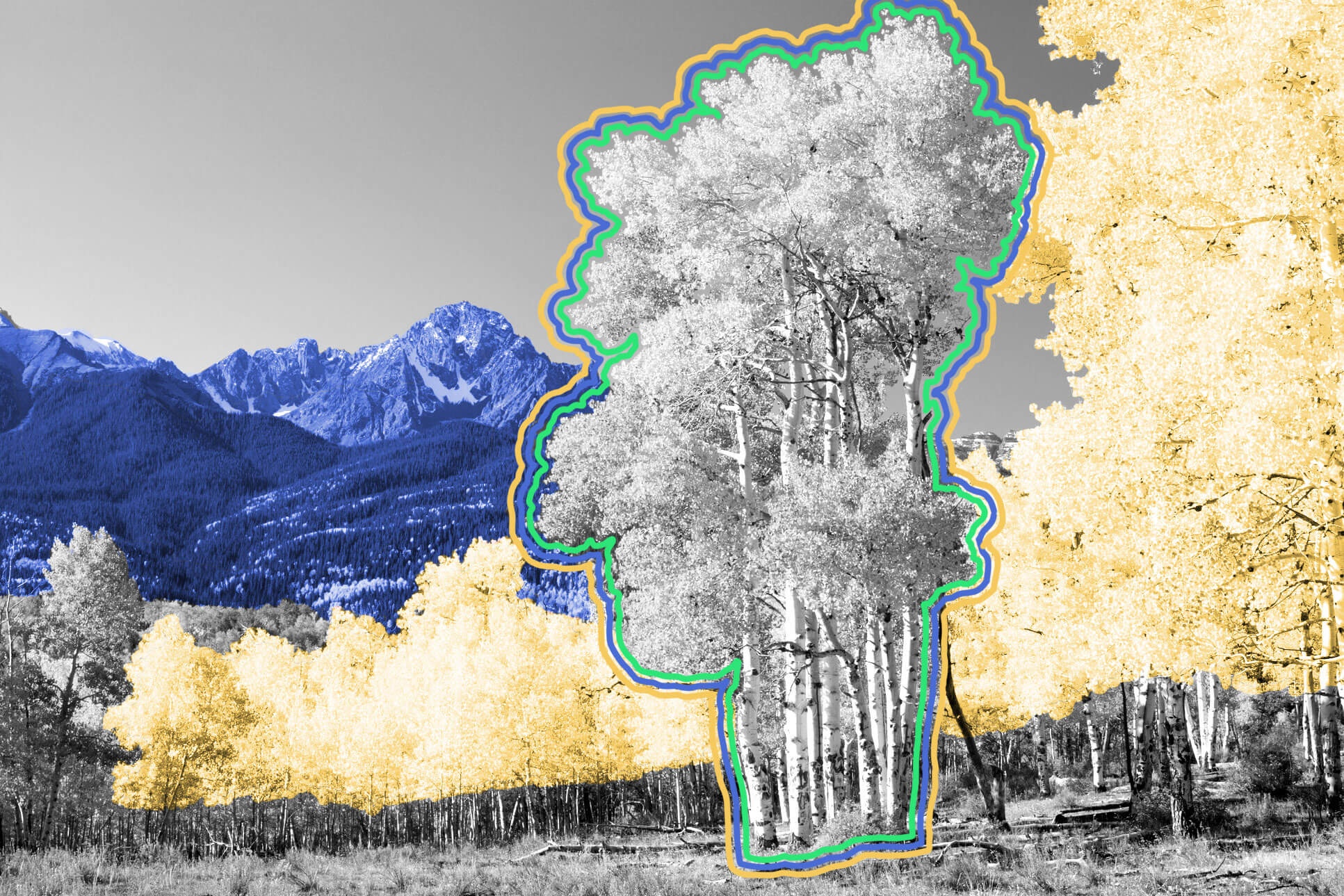The world's most massive plant is a stand of 47,000 genetically identical aspen trees.