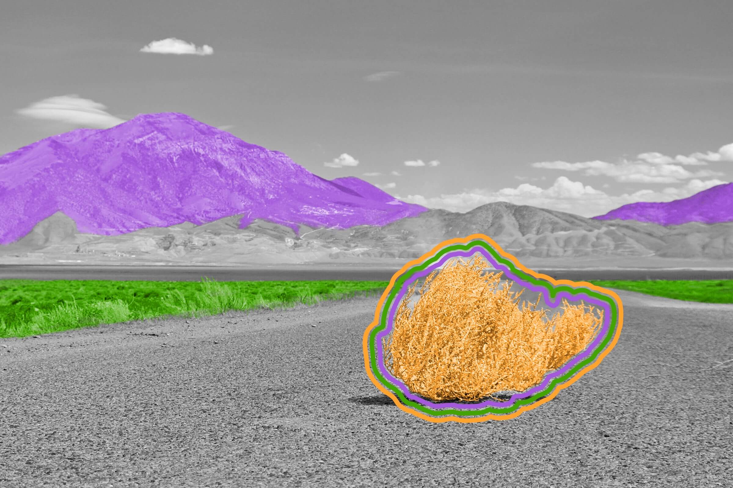 The iconic tumbleweed of the West is not native to North America.