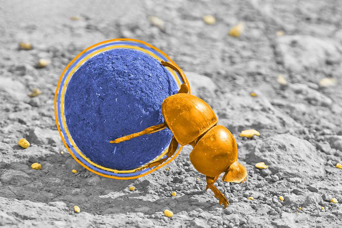 Dung beetles navigate using the Milky Way.