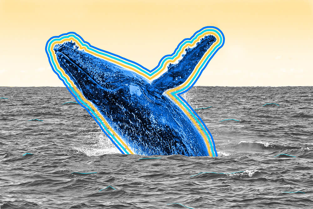 Scientists can figure out how old whales are by looking at their earwax.
