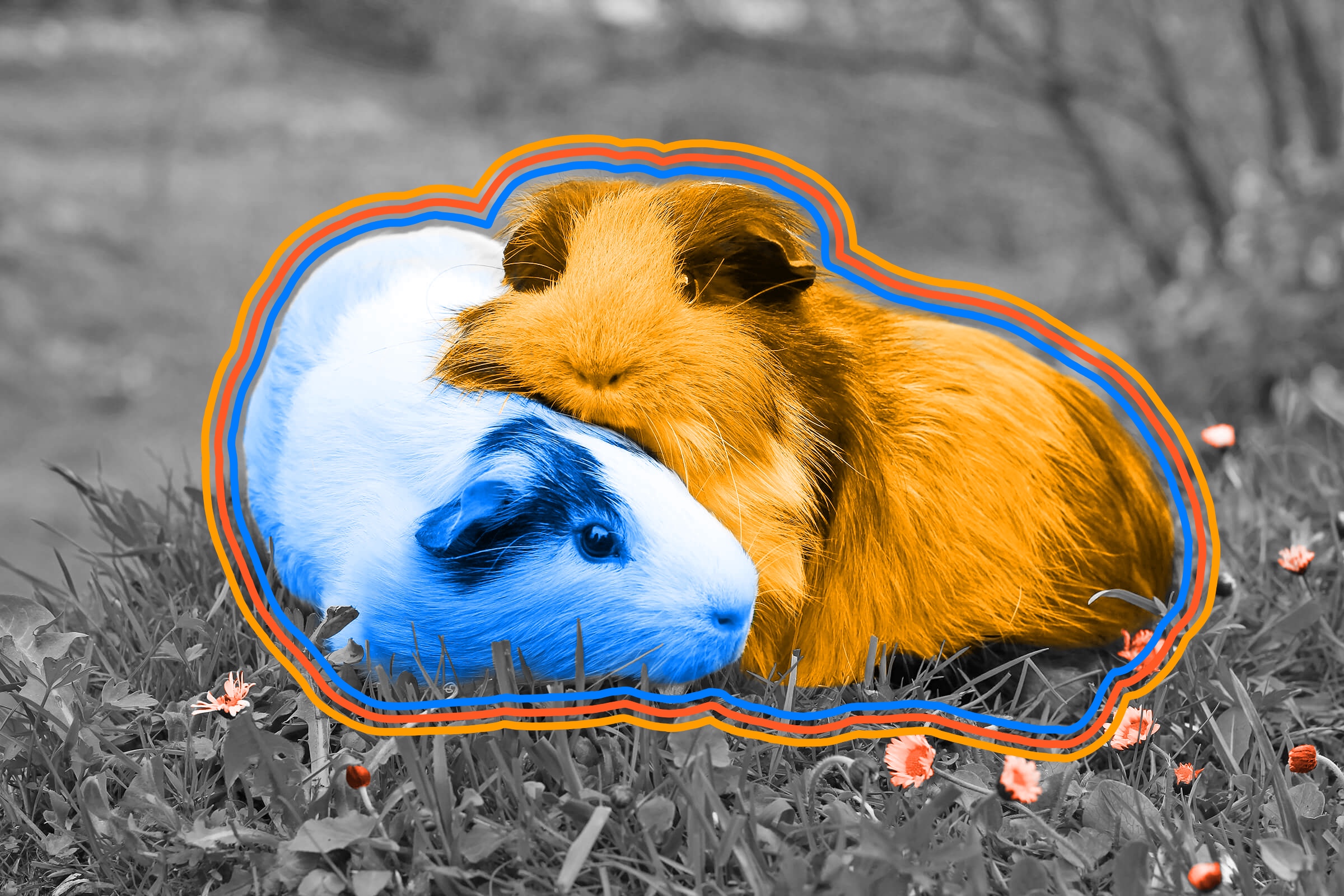 In Switzerland, it is illegal to own just one guinea pig.
