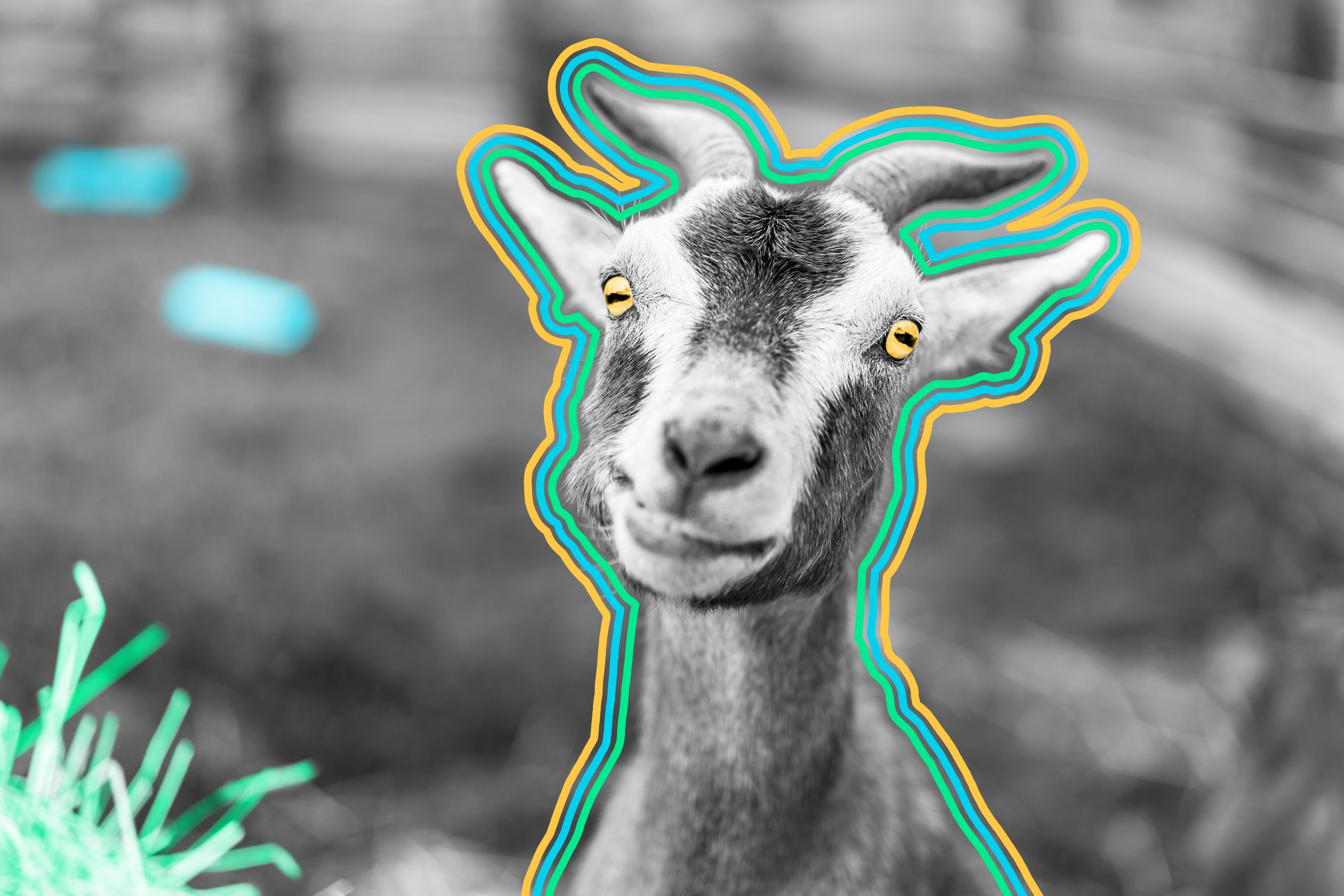 Goats have rectangular pupils. | Interesting Facts