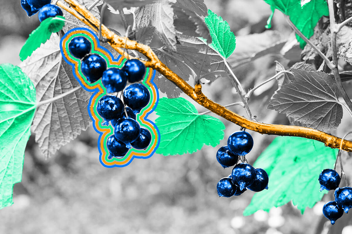 Growing black currants was once banned in the U.S.