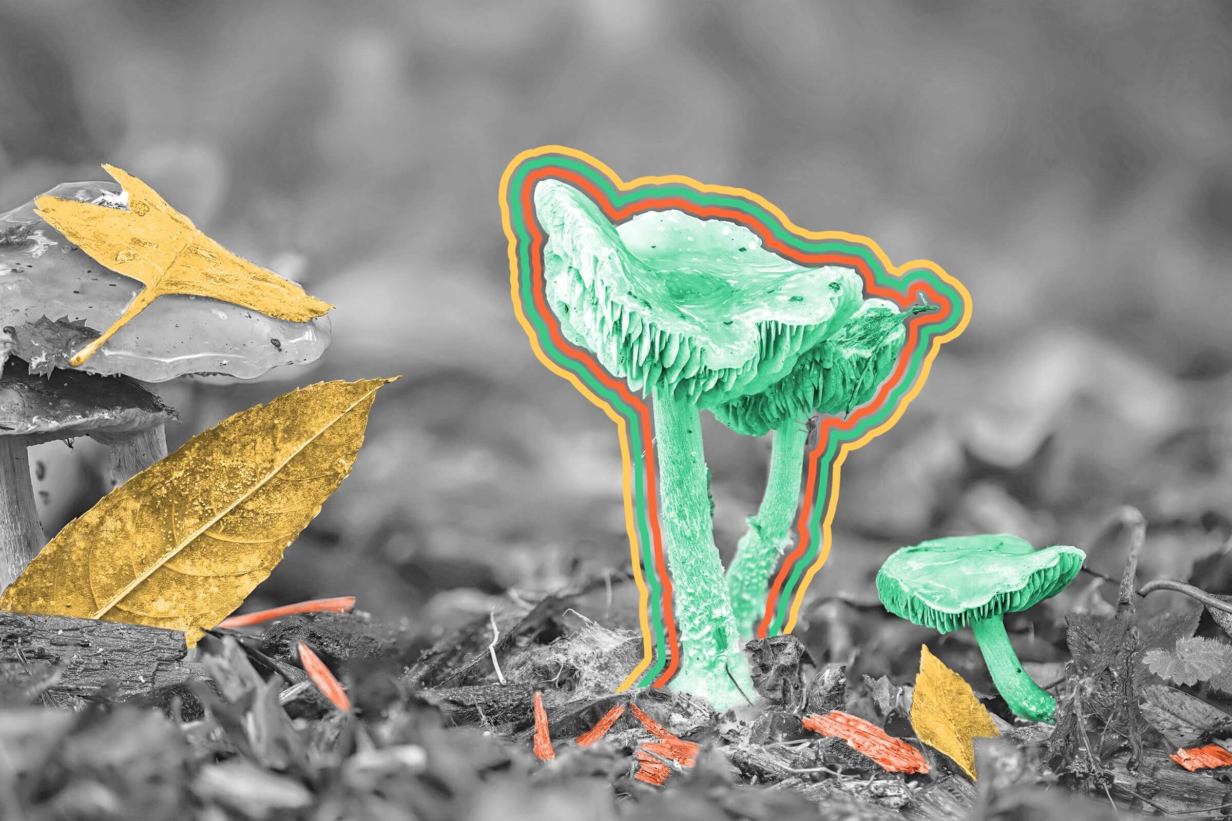 Fungi are genetically closer to humans than plants.