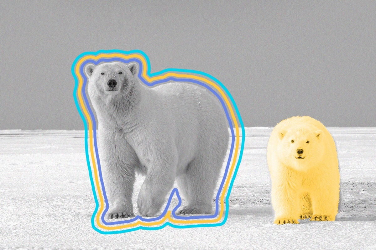 Adult polar bears have no natural predators.